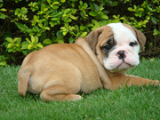 Extremely  Adorable English Bulldog Puppies For Adoption